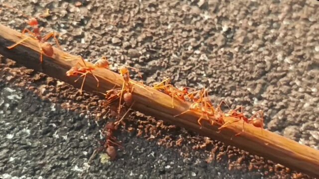 Colony of large red weaver ants on dry branches and leaves in nature. Behavior of these insect animals is territorial and temperament, and they are widespread in tropical Asia, Australia and Africa.