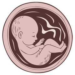 Fetal growth stages