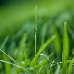 Obraz premium Emerging Green: A single, vibrant blade of grass stands tall amidst a verdant field, showcasing the delicate beauty of nature's intricate design.