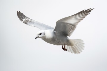 Obraz premium Fulmar flying seagull animal.