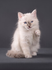 Cute adorable sacred birman kitten on isolated background