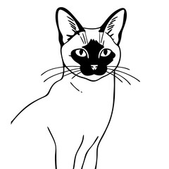 black and white cat