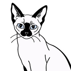 vector image of a cat
