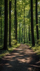 Obraz premium Serene forest path with sunlit trees and lush greenery