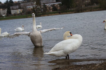 White mute swans in the lake