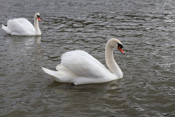 Fototapeta premium White mute swans in the lake