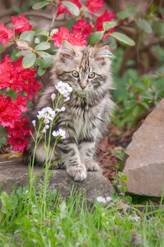 A charming tabby Maine Coon cat kitten posing in a garden with red Rhododendron flowers 