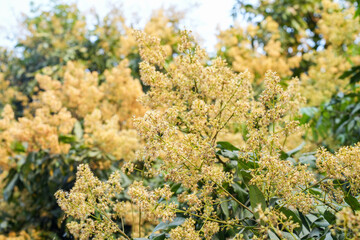 Lychee Buds on Tree Brunches Litchi Buds