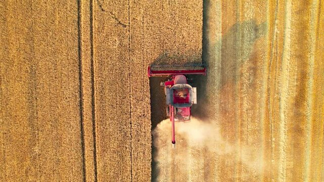 Aerial view of Combine which harvester harvests wheat at sunny day. Agricultural concept.Field machinery landscape.	
