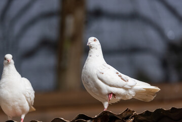 Domestic pigeon. Homing pigeon lovely. 