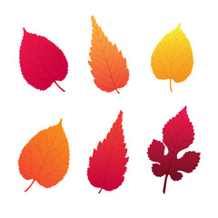 A set of six detailed autumn leaves in vibrant autumn colors, isolated on a white background. Perfect for seasonal designs, nature-themed projects and fall-inspired illustrations.