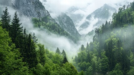 Fototapeta premium breathtaking view of evergreen mountains shrouded in mist, showcasing lush greenery and dramatic peaks. serene atmosphere evokes sense of tranquility and connection with nature