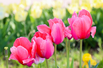 Beautiful red tulips growing in a flowerbed. Spring photo of blooming tulips. Blurred background with yellow tulips and green leaves. Empty space for text.