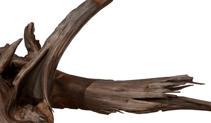 Intricate driftwood branch against dark background