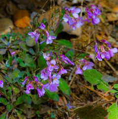 Small wild flowers in wonderful forest