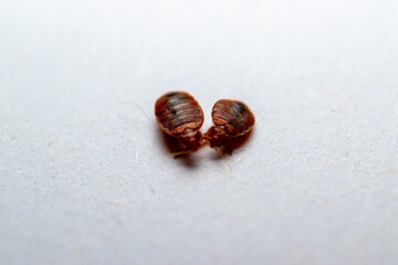 Bedbugs