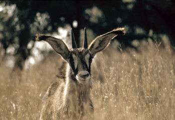 Roan antelope