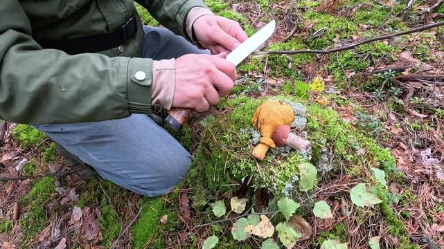 A mushroom picker collects mushrooms in the forest