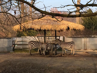 Striped Gathering: Zebras Under a Thatched Shade