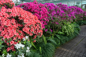 Azalea bud flower. Rhododendron plant in garden. Floral background. Pink bush tree