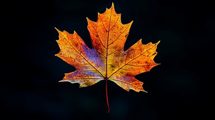Fototapeta premium Vibrant autumn leaf against a dark backdrop. A single, colorful maple leaf, displaying hues of orange, yellow, and red, stands out against a stark black background. 