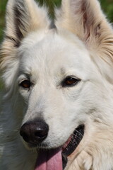 Obraz premium Portrait de face d'un chien berger blanc suisse la bouche ouverte qui tire la langue