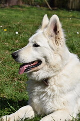 Portrait de profil d'un chien berger blanc suisse la bouche ouverte qui tire la langue