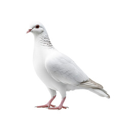 Fototapeta premium Beautiful full body image of a white pigeon standing on a transparent background PNG