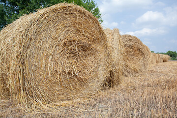 Balen of rollen stro op de akker