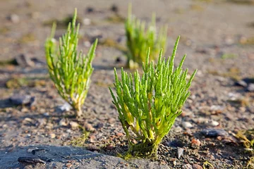Gardinen Groen zeekraal op de slikken tijdens laag water © ArieStormFotografie