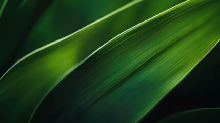 Nature of dark green leaf in garden. Natural green leaves plants using background