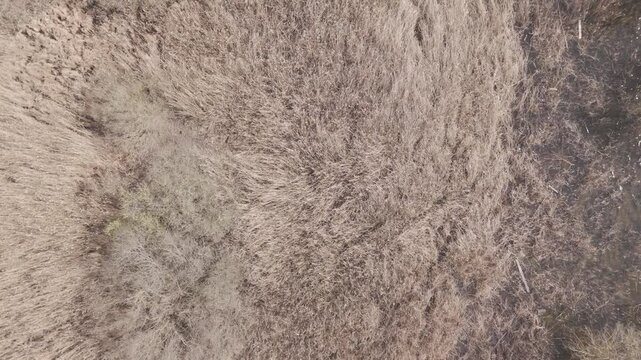 Drone from behind on marsh reed, Northern Italy.