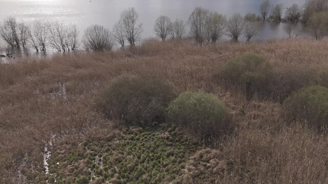 Drone on marsh reed, Northern Italy.