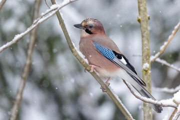 Eichelhäher (Garrulus glandarius)