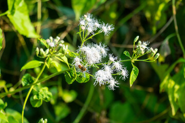 Canada thistle has spiny, lance shaped leaves, purple to pink flowers