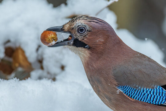 Eichelh&auml;her (Garrulus glandarius)