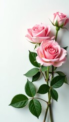 Naklejka premium Delicate pink roses, lush green leaves, pristine white backdrop , romantic, photography, picture