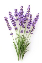 Fototapeta premium Lavender blossom flower plant.