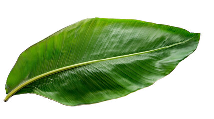 Obraz premium Exotic green banana leaf isolated on PNG background