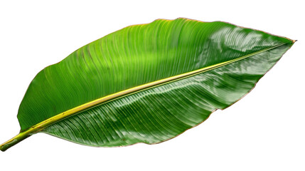 Fototapeta premium Single tropical banana leaf with transparent background