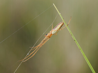 Long jawed Orb Weaver Spider