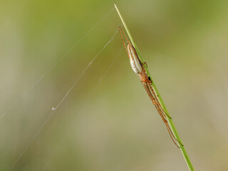 Long jawed Orb Weaver Spider