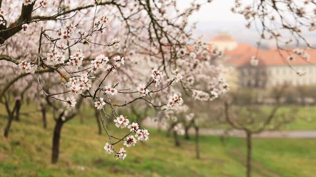 White flowers blossoming on almond trees in petrin gardens with prague cityscape rooftops in the background during a misty spring day. High quality FullHD footage