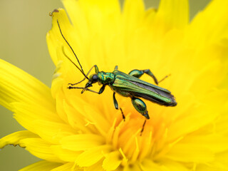 Thick legged flower Beetle, Oedemera nobilis, Male, Norfolk, UK