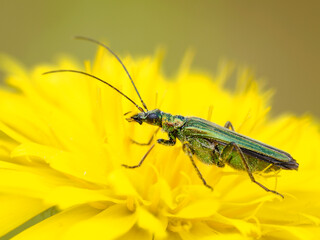 Thick legged flower Beetle, Oedemera nobilis, Norfolk, UK