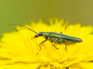 Thick legged flower Beetle, Oedemera nobilis, Norfolk, UK