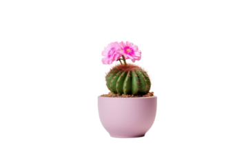 Close-up of a lophophora diffusa cactus with a blooming pink flower in a ceramic pot on a white background