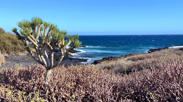 Beautiful view of El Medano landscape with Kleinia neriifolia succulent plant in the foreground,
Tenerife,Canary Islands,Spain,4K
