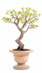 Elegant bonsai tree in a terracotta pot, isolated on white