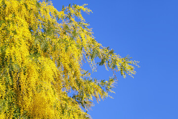 Acacia dealbata tree in full bloom. Bright yellow flowers against blue sky on sunny spring day. Copy space